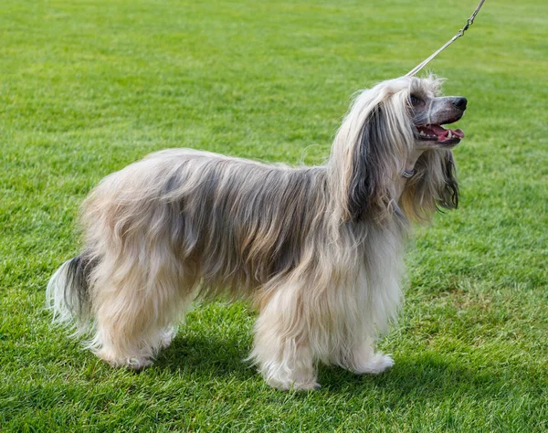Chino cresta perro al aire libre . — Foto de Stock