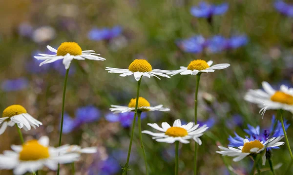 Fleurs sauvages sur la prairie. — Photo