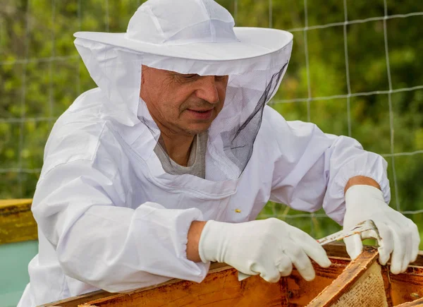 Apiarista está trabajando . — Foto de Stock