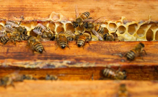 Bees are working for honey. — Stock Photo, Image