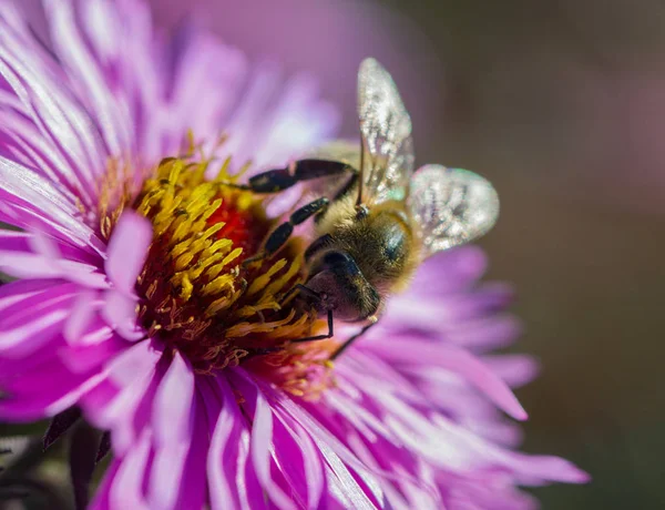 Honeybee is working on asters. — Stock Photo, Image