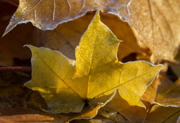 Frost on yellow maple leafs. — Stock Photo, Image