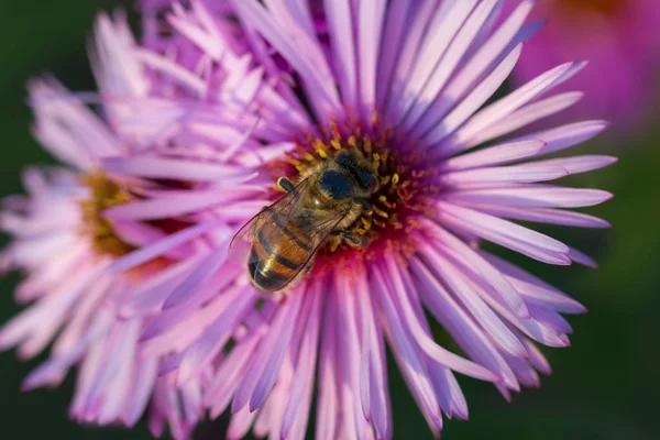 Honeybee is working on asters. — Stock Photo, Image