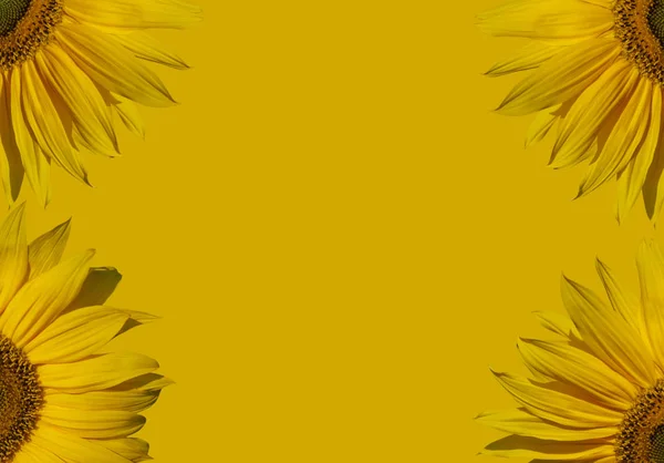 Part of sunflowers composition. — Stock Photo, Image
