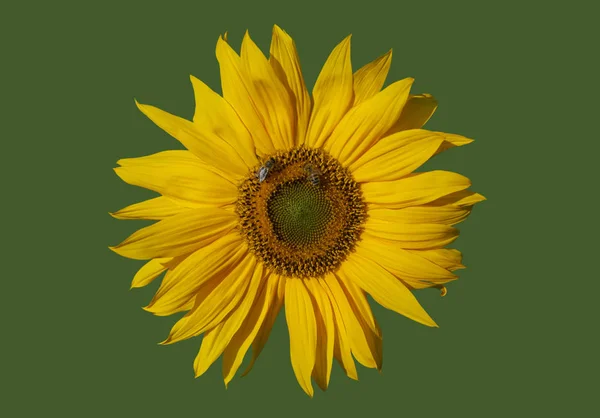 Yellow sunflower and bees. — Stock Photo, Image