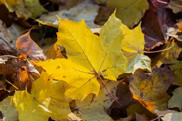 자연적 인 가을 배경. — 스톡 사진
