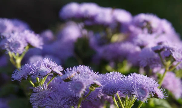 庭の青い花. — ストック写真
