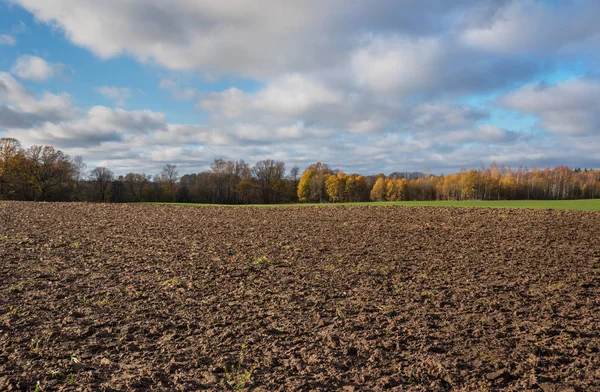 Fält med höstliga träd. — Stockfoto