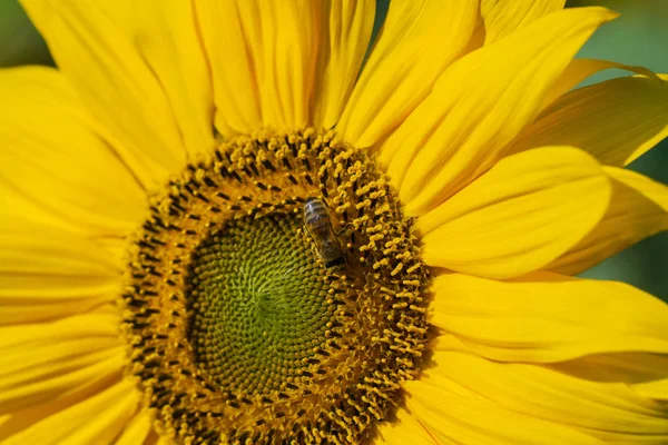 Abeja y girasol . —  Fotos de Stock