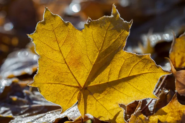 Foglie di albero giallo . — Foto Stock