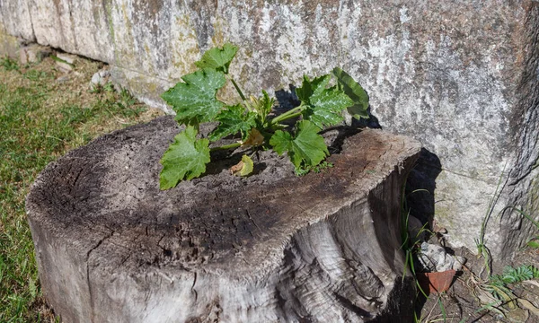 Planta de tutano que cresce em um toco . — Fotografia de Stock