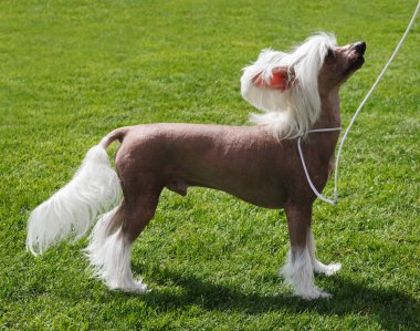 Chinese Crested dog. clipart