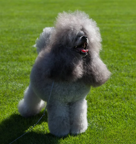 Standardní Poodle pes. — Stock fotografie