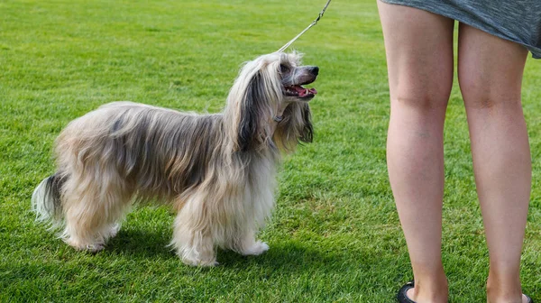 Chino cresta perro al aire libre . —  Fotos de Stock