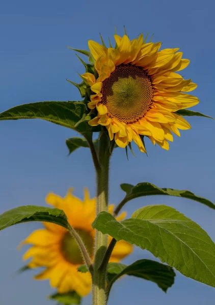 Big sunflower in sunny day. — Stock Photo, Image