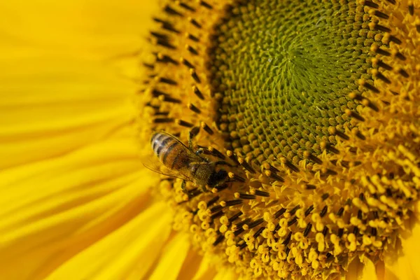 Bee en zonnebloem. — Stockfoto