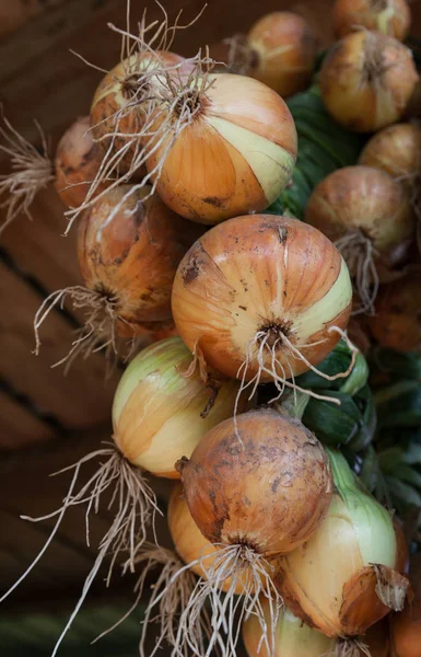 Cultivo de cebollas crudas . — Foto de Stock