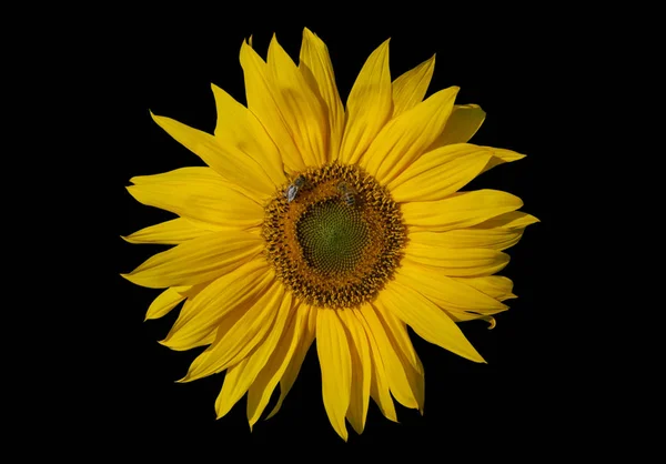 Yellow sunflower and bees. — Stock Photo, Image