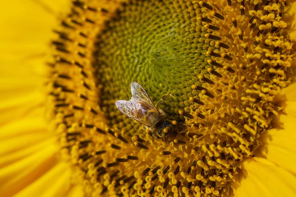 Bee and sunflower. — Stock Photo, Image