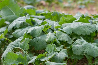 Tecavüz doğal bitkiler.