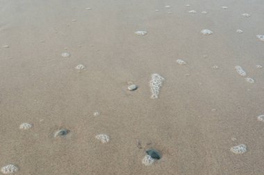 Baltık Denizi Sahili.