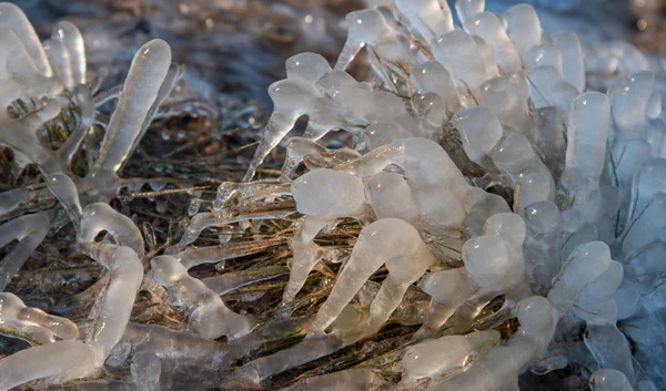 Gramíneas congeladas no tempo de inverno . — Fotografia de Stock