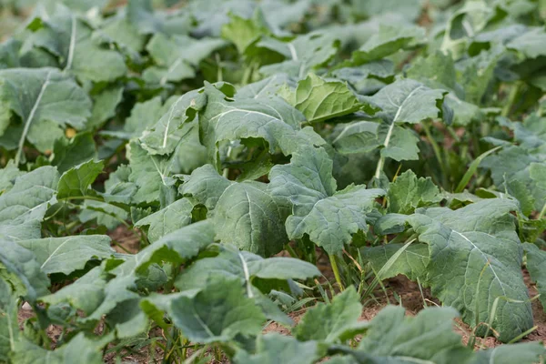 Natuurlijke planten van verkrachting. — Stockfoto