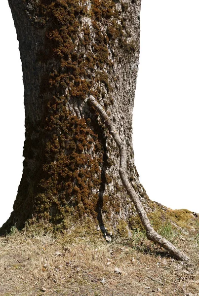 Grande tronco e pequeno pau . — Fotografia de Stock