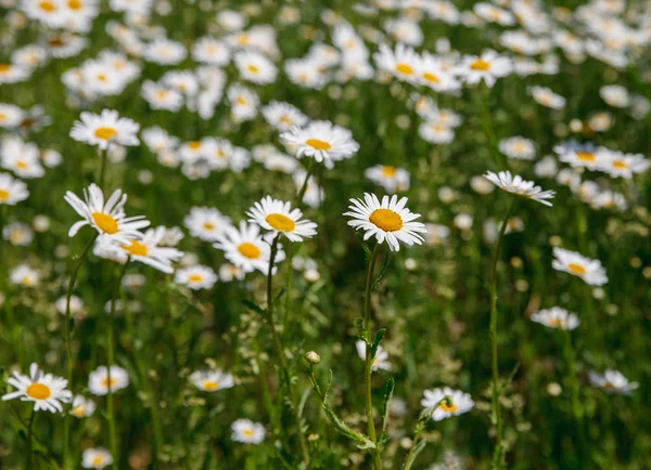 Marguerite blanche dans la cour . — Photo