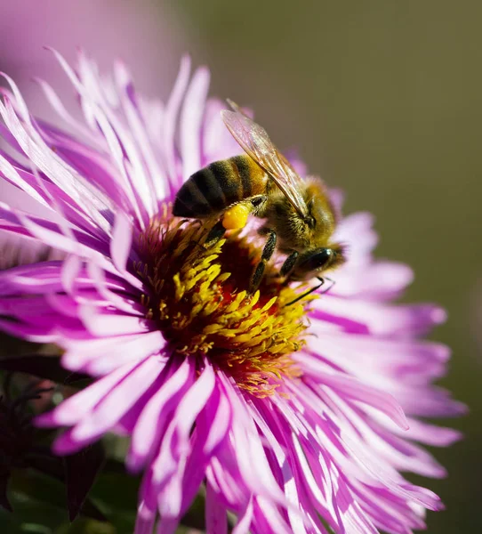 Biene und Gänseblümchen. — Stockfoto