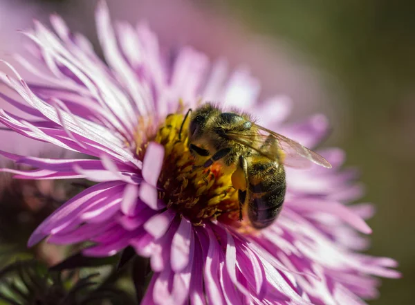 Bee and daisy. — Stock Photo, Image