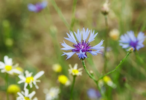 Flowers field on countryside. — Stock Photo, Image