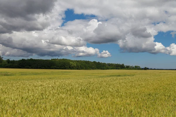 Buğday alan peyzaj. — Stok fotoğraf