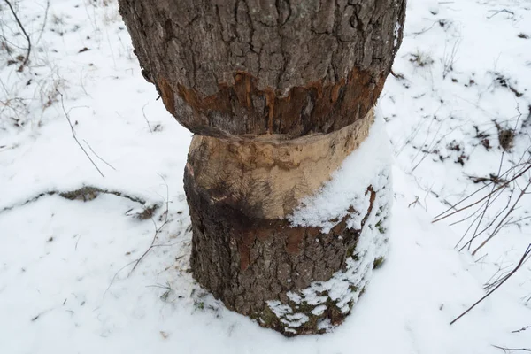 Biber biss Baum. — Stockfoto