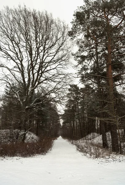 Winter forest road. — Stock Photo, Image