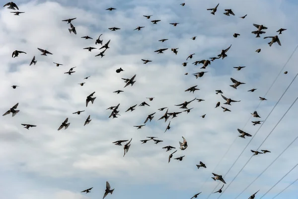 Gregge di uccelli in un cielo . — Foto Stock