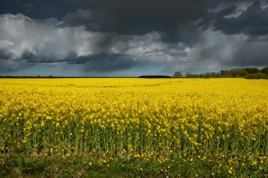 Güzel kanola tarlasına bak.