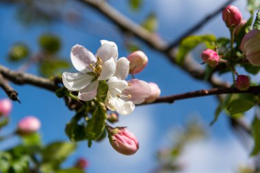 İlkbaharda açan elma ağacı.