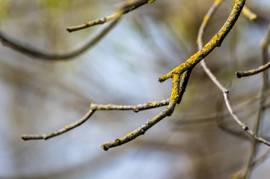 Yaşlı ağacın büyük kuru dalları.