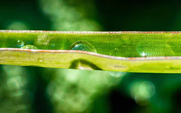 Gouttes Eau Sur Surface Des Feuilles — Photo