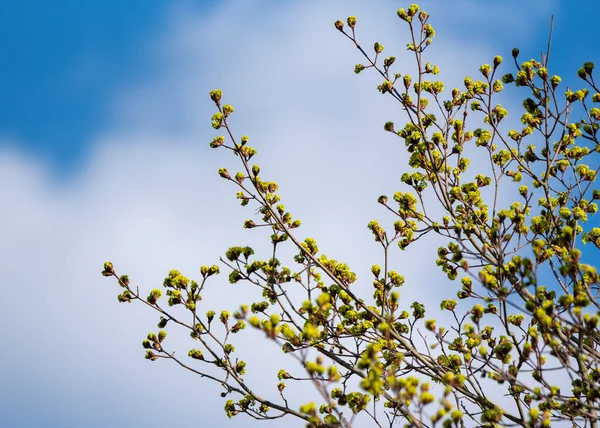 Vista Para Arbusto Grande Com Folhas Jovens Tempo Primavera — Fotografia de Stock