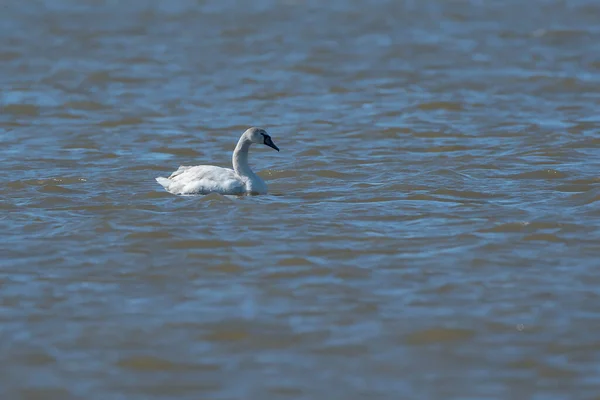 Молодой Лебедь Воде Балтийского Моря — стоковое фото