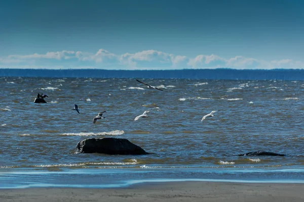 Άγρια Πτηνά Στη Βαλτική Θάλασσα — Φωτογραφία Αρχείου