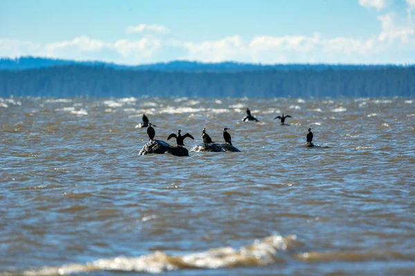 Aves Silvestres Mar Báltico — Foto de Stock