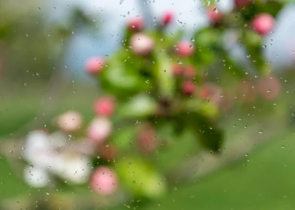 View Blooming Apple Tree Wet Window — Stock Photo, Image