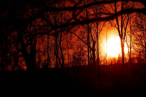 Siluetas Árboles Sobre Fondo Cielo Rojo Tiempo Puesta Del Sol —  Fotos de Stock