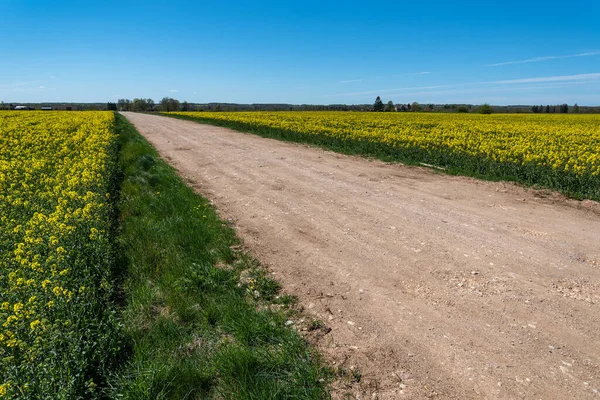 Grusväg Mellan Blommande Raps Fält — Stockfoto