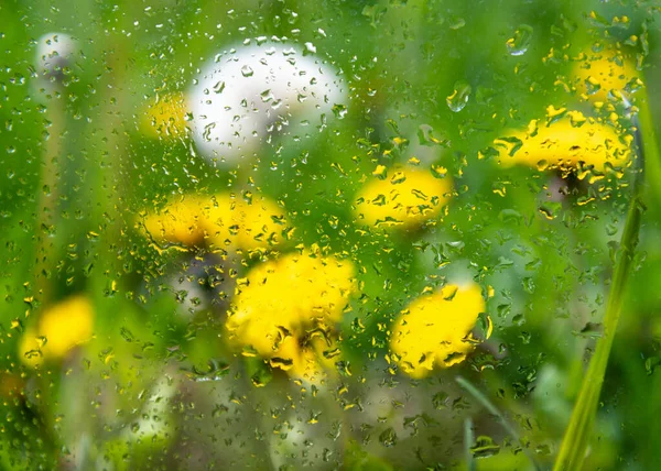 Vue Croissance Herbe Par Fenêtre Humide — Photo