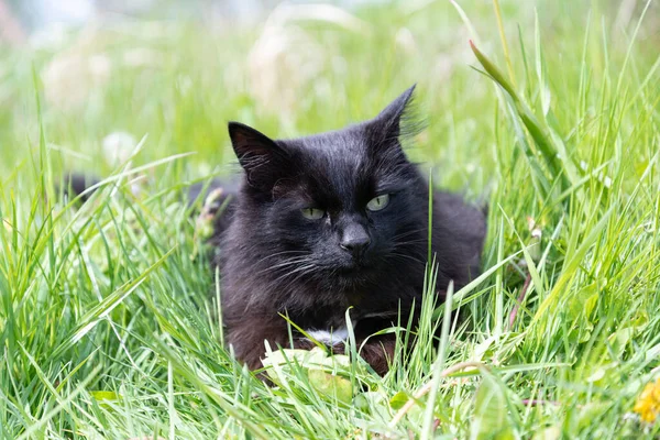 Volwassen Zwarte Kat Groen Gras — Stockfoto