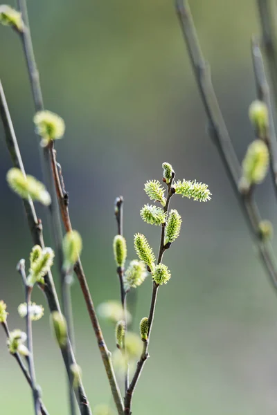 Blommande Pilträd Våren — Stockfoto